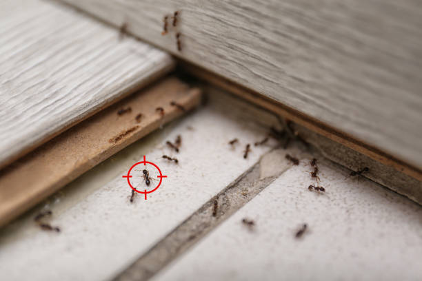 Best Insect Control  in Three Oaks, MI