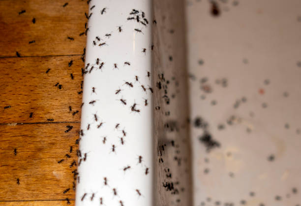 Best Rat Extermination Near Me  in Three Oaks, MI