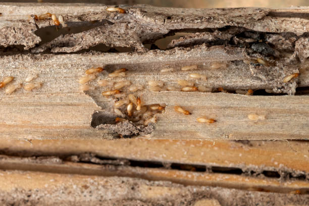 Best Pest Removal Services  in Three Oaks, MI